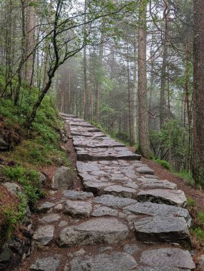 Büyük, düz taşlardan oluşan kırsal bir patika, sisli, yeşil bir ormanın içine doğru esiyor, yüksek ağaçlar ve yemyeşil eğreltiotları var..