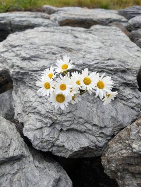 Sarı merkezli küçük bir buket beyaz papatya doğal ortamdaki büyük gri kayaların üzerinde duruyor..