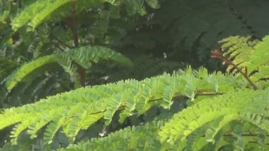 rüzgarda sallanan küçük yeşil yaprakları.