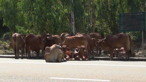 Стадо коричневых коров лежащих на дороге — стоковое видео