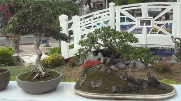 Exhibition of a bonsai.competition for best tree.competition in manufacturing — Stock Video