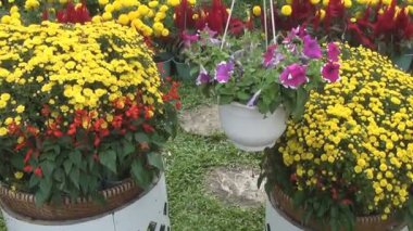 çiçek Sergisi. çiçek açan çiçek. bir tencerede çiçekler.