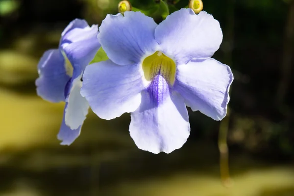 Azul roxo flor macia de Laurel videira, Thunbergia laurifolia ervas frias na Ásia — Fotografia de Stock