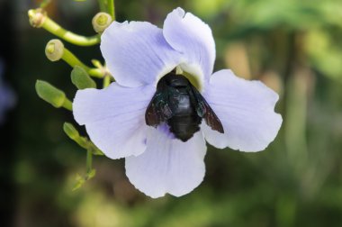 Laurel asma mavi mor çiçek, çiçek Thunbergia laurifolia.black hata oturur