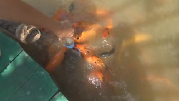 Hungry fish eats food from bottle. a lot of fish in the pond. Girl feeding fish. — Stock Video