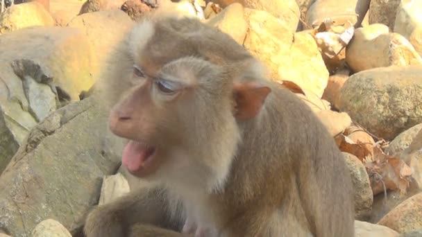 A monkey sitting in the zoo cage — Stock Video