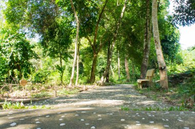 Yolu ve güzel bir tropik park tezgah