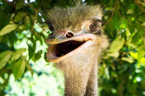 Cool ostrich is smiling. Close-up — Stock Photo, Image