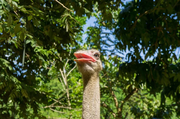 Cool ostrich is smiling. Close-up — Stock Photo, Image