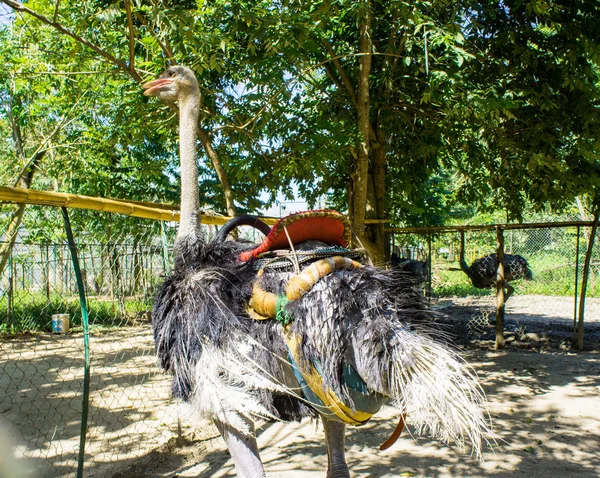 Ostriches in the paddock at the ostrich farm — Stock Photo, Image