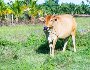 kahverengi inek ayakta bir çayırda. O çim çiğniyor.