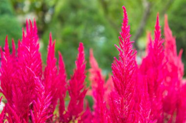 Pampa otu, süs, gynerium argenteum, Bordo ipeksi salkım ile.