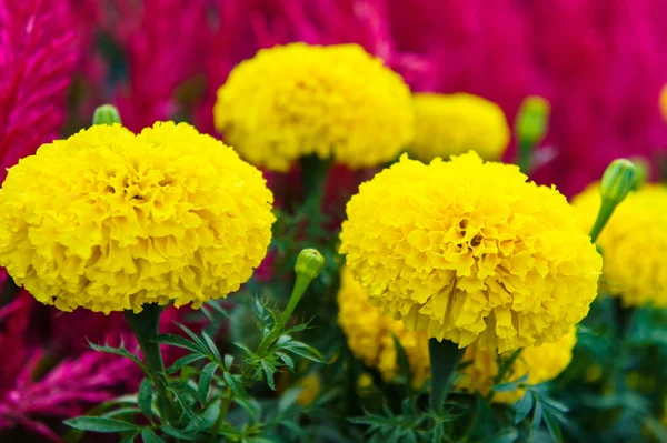 Yellow marigolds flowers — Stock Photo, Image