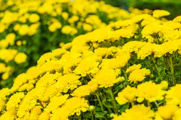 Field of yellow chrysanthemums, large bouquets — Stock Photo, Image