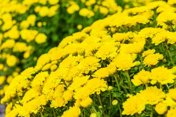 Field of yellow chrysanthemums, large bouquets — Stock Photo, Image