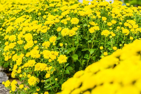 Field of yellow chrysanthemums, large bouquets — Stock Photo, Image