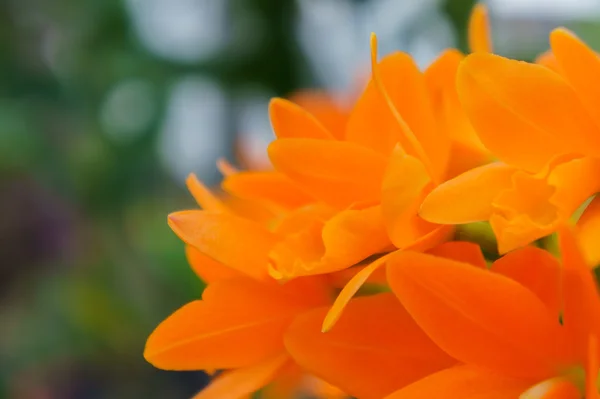 Orange orchids close up — Stock Photo, Image