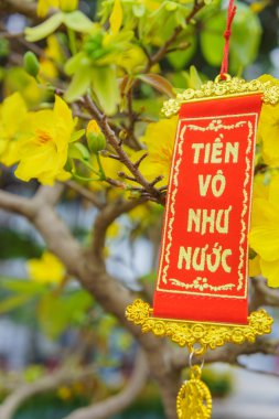 geleneksel Vietnam yılbaşı çiçekleri