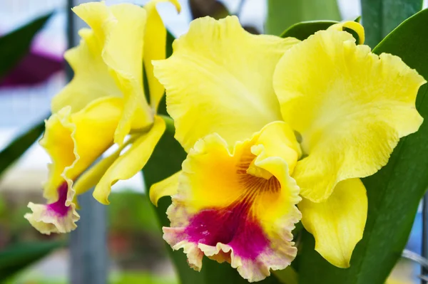 bahçede sarı orkide