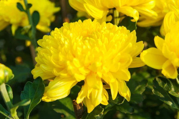 Yellow marigolds flowers — Stock Photo, Image