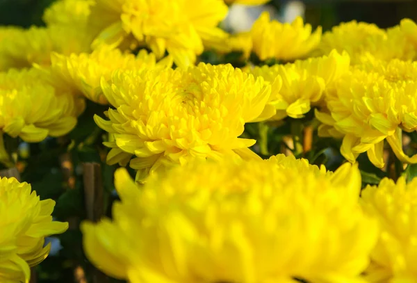 Yellow marigolds flowers — Stock Photo, Image