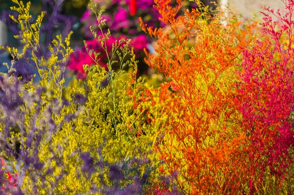 Decoration. colored fluffy grass is painted in a different. — Stock Photo, Image