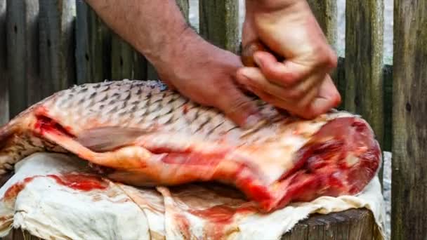 Der gefangene Fisch auf dem Stumpf wird mit einem scharfen Messer abgeschnitten. Karpfenmeer. — Stockvideo