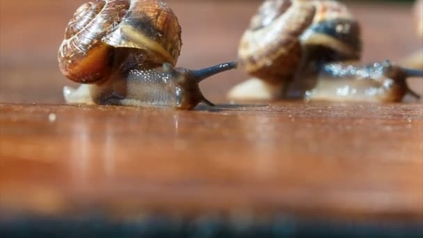 Famille d'escargots sur une chaise sous le soleil . — Video