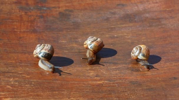 Famille d'escargots sur une chaise sous le soleil . — Video