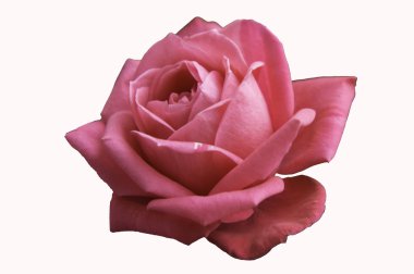 Beyaz arka planda pembe gül