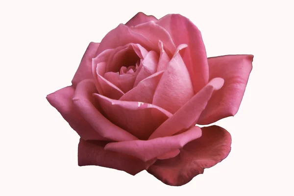 Pink rose on a white background — Stock Photo, Image