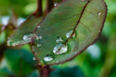 gül yaprağı su damlaları
