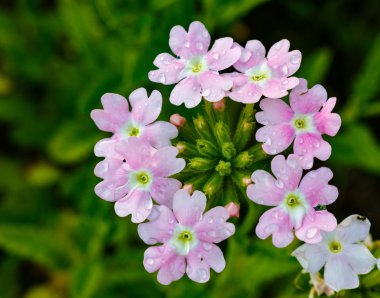 Pembe civanperçemi çiçek açması yakın çekim. ahileya