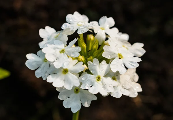 Blossoming of a white yarrow close up. ahileya