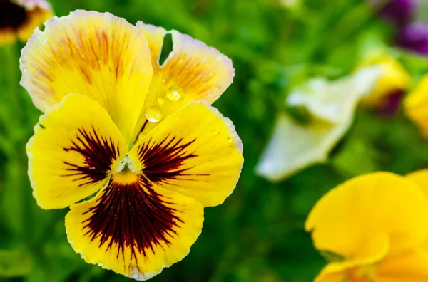 Yellow pansie pansy flower. in the garden. — Stock Photo, Image