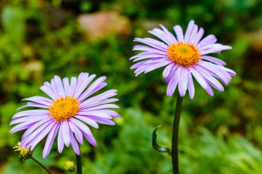 Mavimsi Aster tongolensis, Aile Compositae. iki çiçek. mor