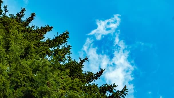 High fir tree on a background of blue sky. — Stock Video