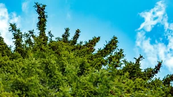 High fir tree on a background of blue sky. — Stock Video