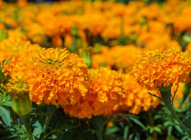 turuncu marigolds çiçekler
