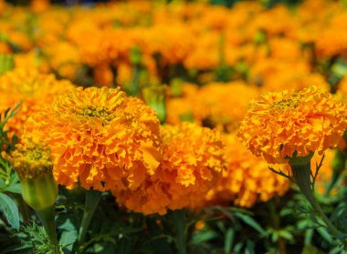 orange marigolds flowers clipart