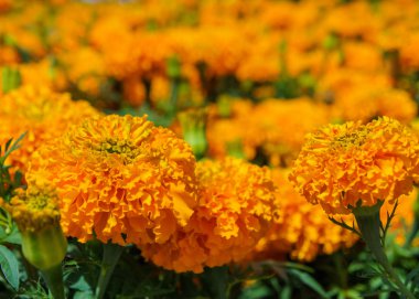 turuncu marigolds çiçekler
