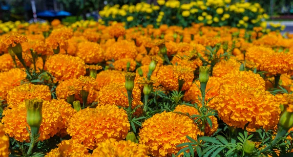 Orange marigolds flowers — Stock Photo, Image
