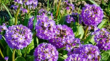 Primula denticulate, güzel mor çiçekli büyüyen bitki