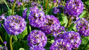 Primula denticulate, güzel mor çiçekli büyüyen bitki