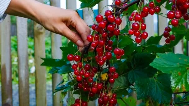 Manos femeninas recogen grosellas rojas — Vídeos de Stock