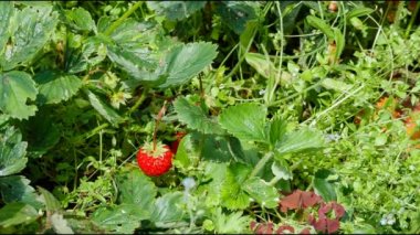 bahçede çilek toplama el