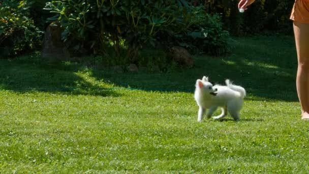 Špic Pomeranian hraje s dívkou na trávníku. spustí a skáče — Stock video