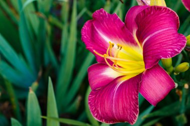 Zephyranthes çiçek. Peri lily, rainflower, Zephyr'i, sihirli