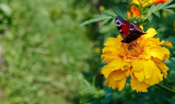 Peacock butterfly on a flower — Stock Photo, Image