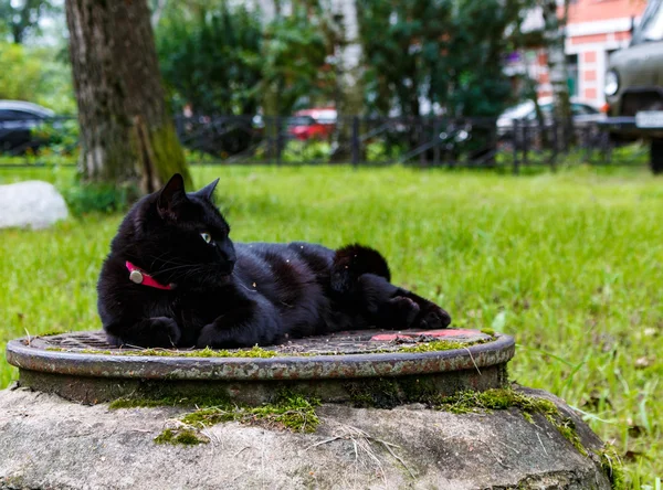Chat Noir Dormant Sur Un Trou D Egout Image Libre De Droit Par Yarochkins C